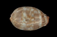 藏品(阿拉伯寶螺)的圖片